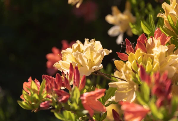 Gyönyörű Szabadtéri Virágos Háttér Sárga Rododendronokkal Azálea Vagy Rododendron Finom — Stock Fotó