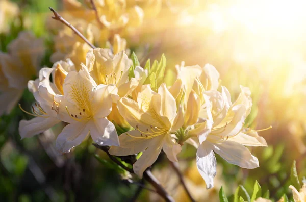 Vacker Utomhus Blommig Bakgrund Med Gula Rhododendron Bush Ömtåliga Gula — Stockfoto