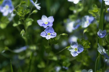 Veronica filiform çiçekleri. Bahçede küçük mavi çiçekler açtı. Bahar teması için doğal arka plan. Seçici odaklı yumuşak resim.