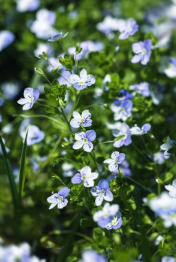 Veronica filiform çiçekleri. Bahçede küçük mavi çiçekler açtı. Bahar teması için doğal arka plan. Seçici odaklı yumuşak resim.