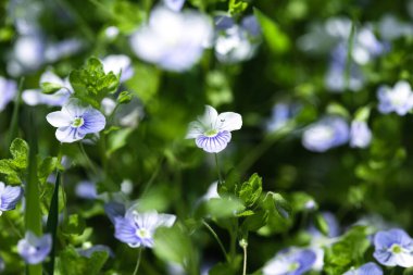 Veronica filiform çiçekleri. Bahçede küçük mavi çiçekler açtı. Bahar teması için doğal arka plan. Seçici odaklı yumuşak resim.