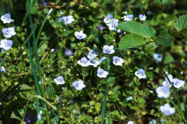 Veronica filiform çiçekleri. Bahçede küçük mavi çiçekler açtı. Bahar teması için doğal arka plan. Seçici odaklı yumuşak resim.