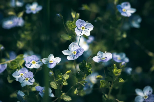 Veronica Filiformis Blommor Små Blå Blommor Blommade Trädgården Naturlig Bakgrund — Stockfoto