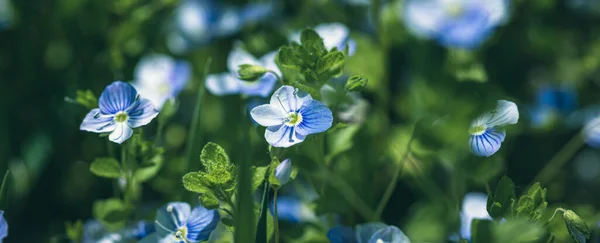 Veronica Filiformis Flowers Little Blue Flowers Bloomed Garden Natural Background — Stock Photo, Image