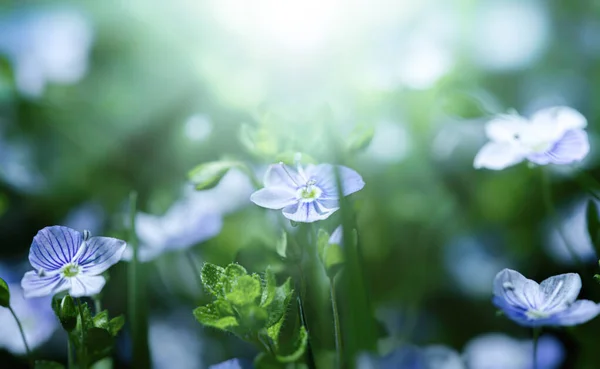 Veronica Filiform Çiçekleri Bahçede Küçük Mavi Çiçekler Açtı Bahar Teması — Stok fotoğraf