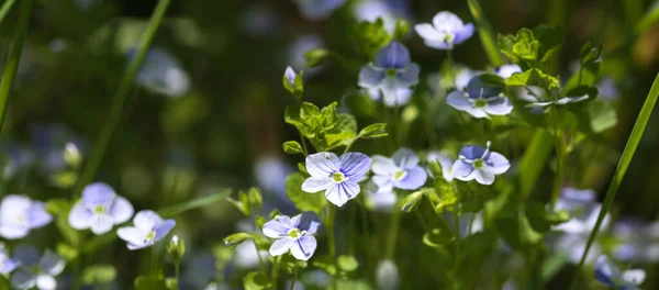 Veronica Filiformis Fleurs Petites Fleurs Bleues Fleuries Dans Jardin Fond — Photo