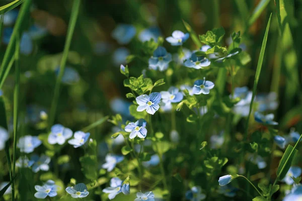 Veronica Filiformis Flowers Little Blue Flowers Bloomed Garden Natural Background — Stock Photo, Image