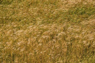 Buğday alan artalanları
