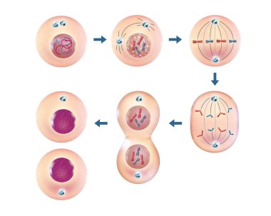 Cellular mitosis steps clipart