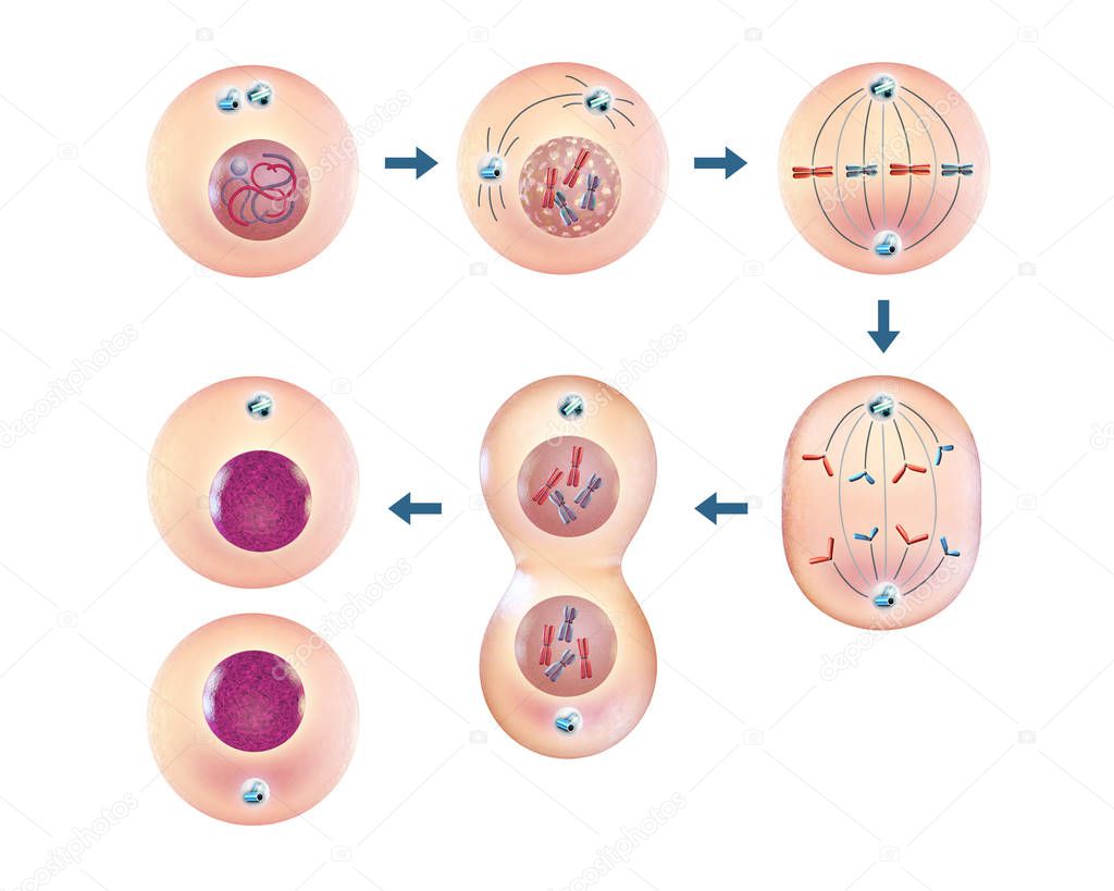 Cellular mitosis steps