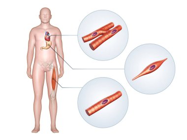 Different muscle types in the human body clipart