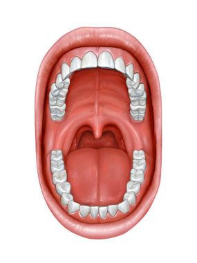Oral Kavite anatomisi