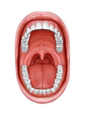Oral cavity anatomy clipart