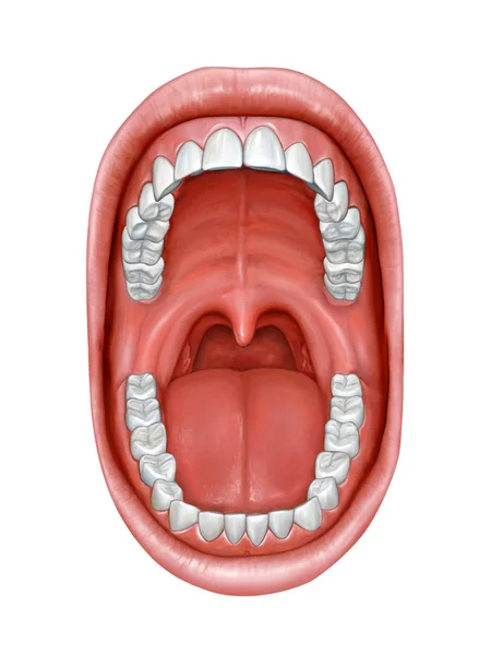 Anatomía de la cavidad oral —  Fotos de Stock