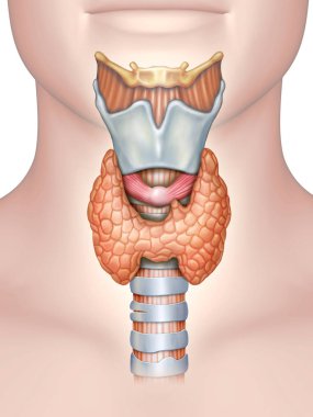 Tiroid bezi anatomisi