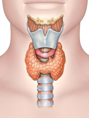 Anatomy of the thyroid gland clipart