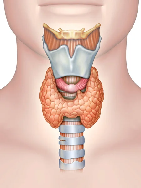 Anatomía de la glándula tiroides — Foto de Stock