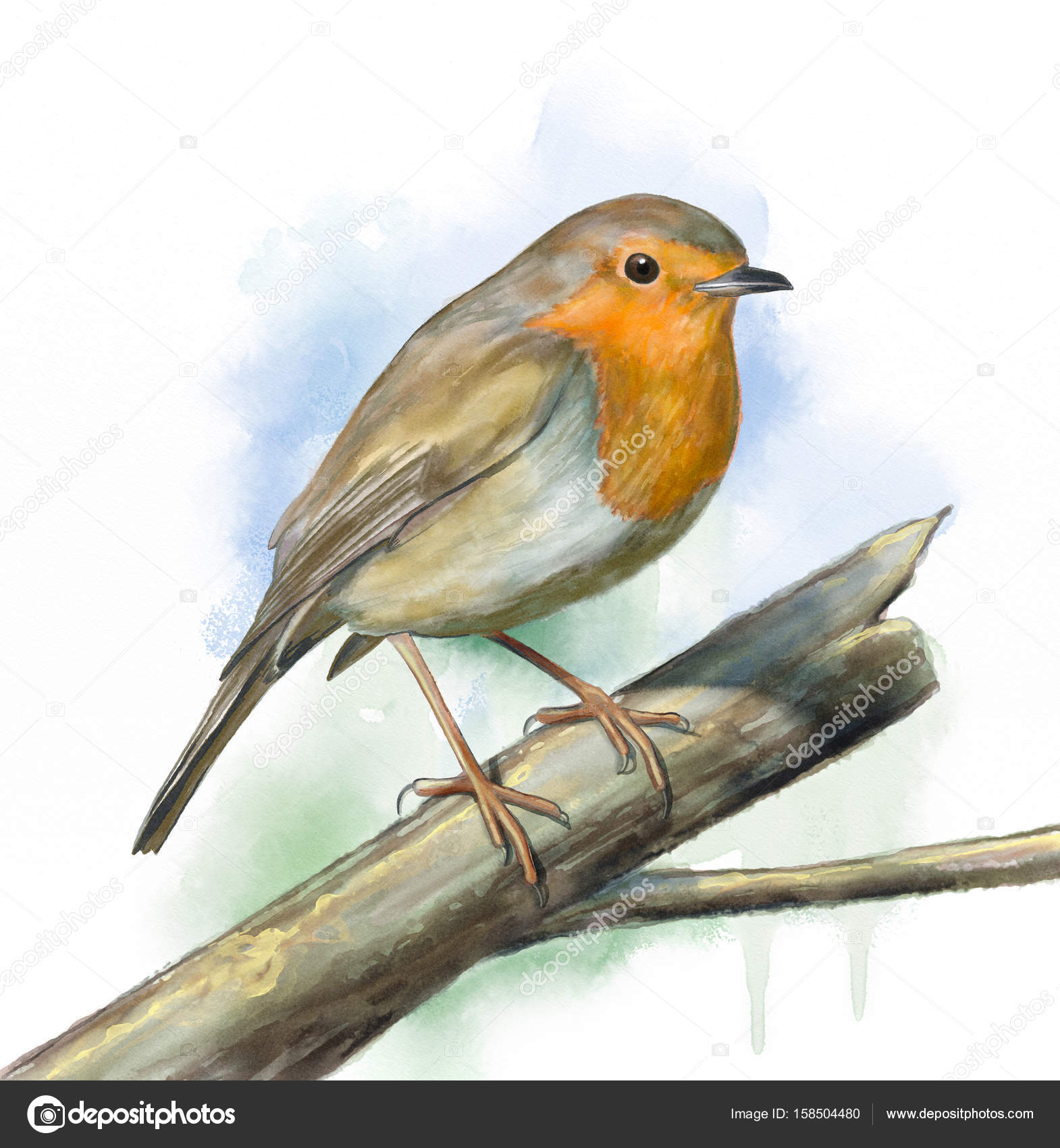 Oiseaux Des Prairies Robin Photographie Andreus 158504480