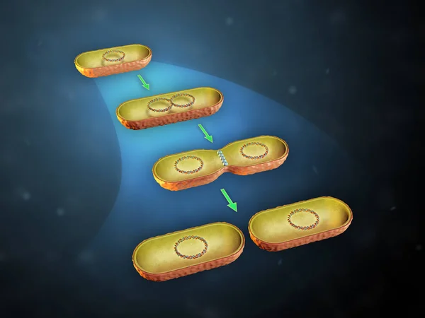 Bakteriyel hücre bölünmesi — Stok fotoğraf