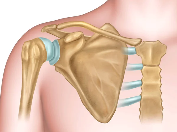 Анатомия плечевых костей — стоковое фото