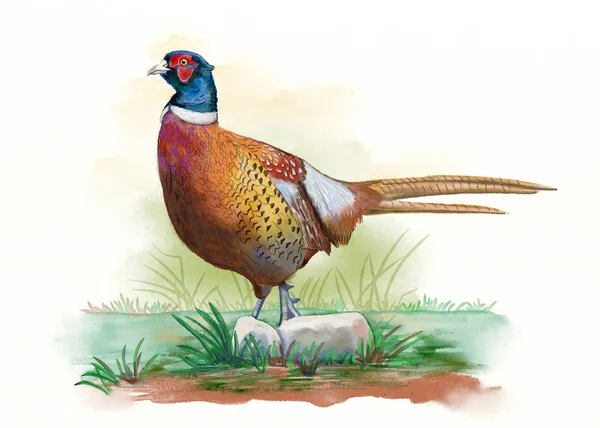 Male pheasant watercolor — Stock Photo, Image