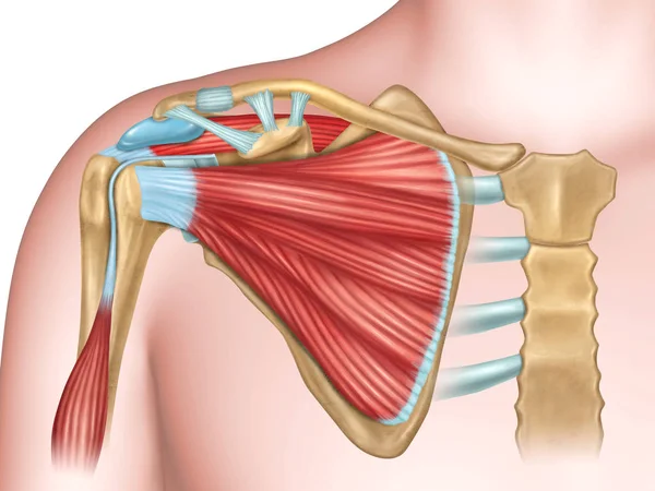 Ossos e músculos do ombro — Fotografia de Stock