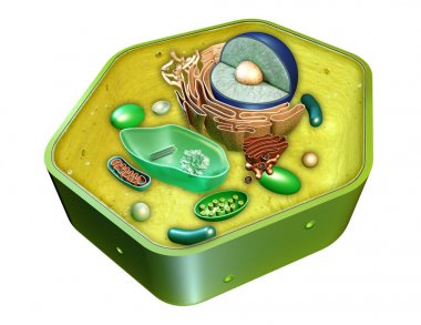 Plant cell structure clipart