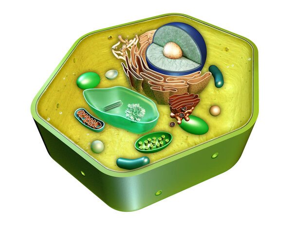 Plant cell structure