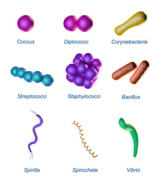 Formas bacterianas — Fotografia de Stock