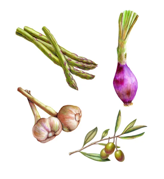 Olivy Větvi Cibuli Česnek Chřest Akvarel Barevné Tužky Ilustrace — Stock fotografie