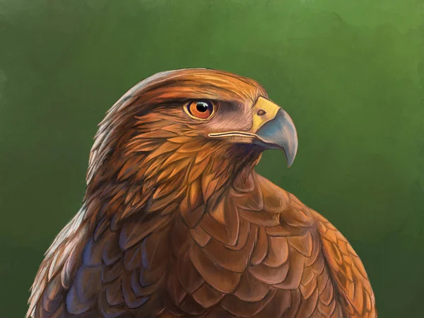 Harris Hawk 'ın dramatik ışıklandırmalı portresi. Dijital resim.