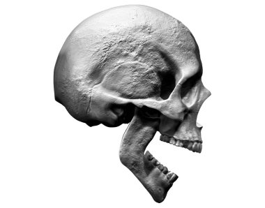 İnsan kafatası 3d illüstrasyon izole arka planda