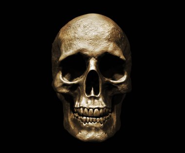 Human Skull 3d illustration isolated in background
