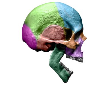 Renkler 3d render illüstrasyon insan kafatası anatomisi