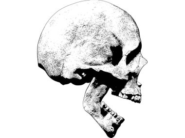 Kafatası illüstrasyon izole arka plan duvar kağıdı