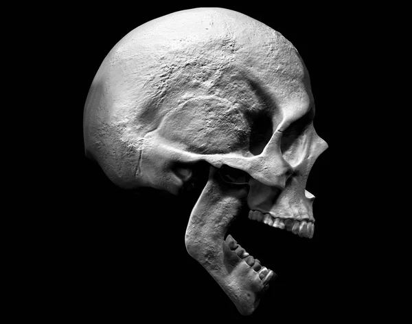 人颅骨3D 插图背景隔离 — 图库照片