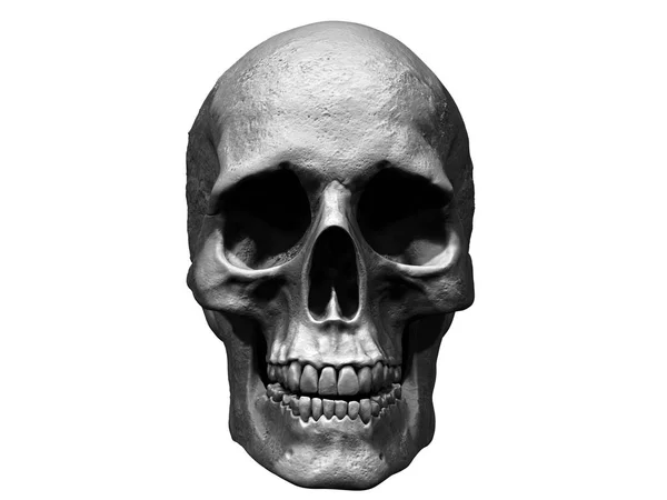 人颅骨3D 插图背景隔离 — 图库照片