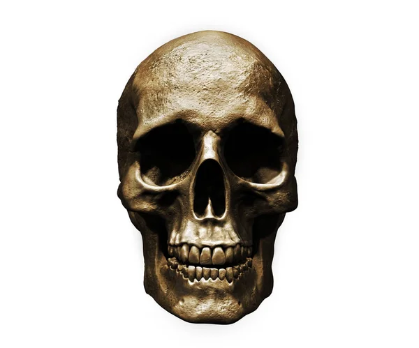 Cráneo Humano Ilustración Aislada Fondo —  Fotos de Stock