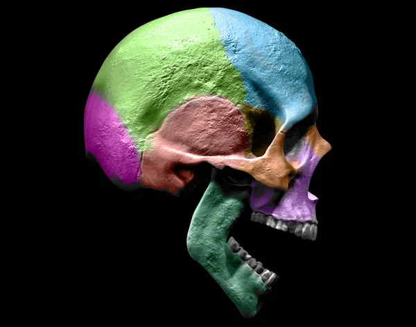 人体颅骨解剖学与颜色3D 渲染例证 — 图库照片