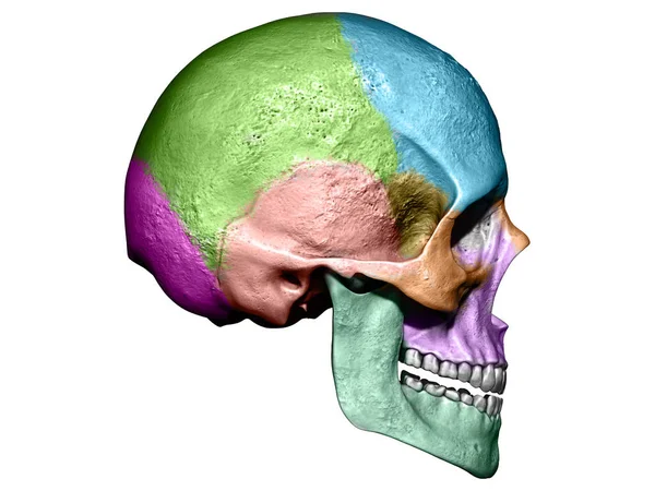 Anatomie Des Menschlichen Schädels Mit Farbiger Darstellung — Stockfoto