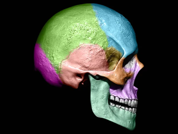 人体颅骨解剖学与颜色3D 渲染例证 — 图库照片