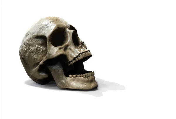 Cráneo Aislado Fondo Renderizado Ilustración —  Fotos de Stock