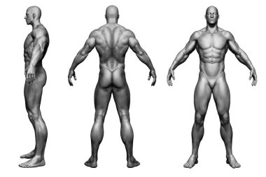 3D illüstrasyon izole insan vücudu adamın