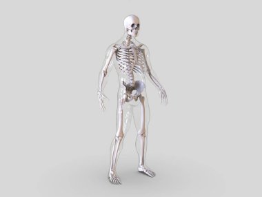 İnsan iskeleti insan vücudunun anatomi yapısı izole - 3 boyutlu görüntüleme