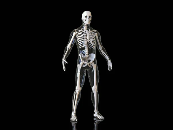 Ossa Scheletriche Umane Struttura Anatomica Del Corpo Umano Isolato Rendering — Foto Stock