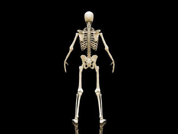 Esqueleto Humano Huesos Anatomía Estructura Del Cuerpo Humano Aislado Render —  Fotos de Stock