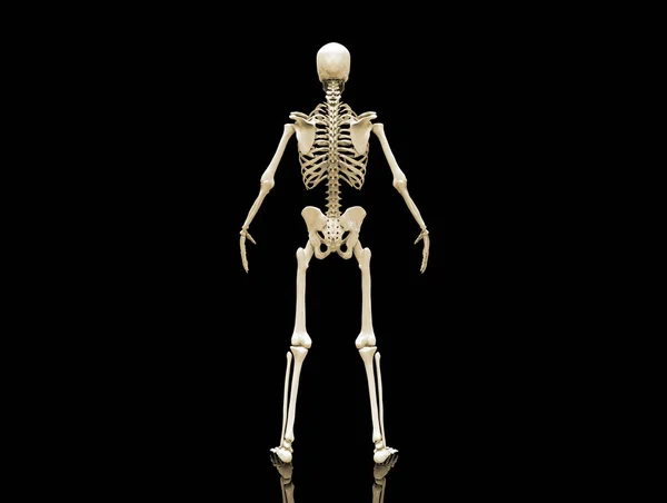 Estrutura Anatômica Dos Ossos Esqueleto Humano Corpo Humano Isolado Render — Fotografia de Stock