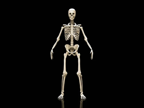 Структура Костей Человеческого Скелета Анатомии Человеческого Тела Изолирована Рендеринг — стоковое фото