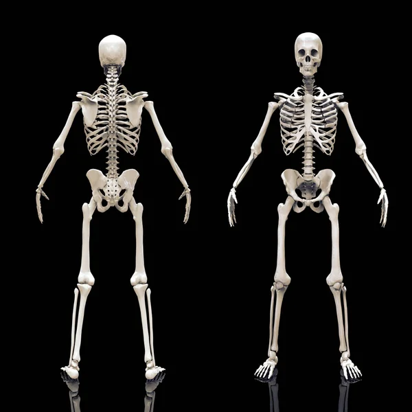Menselijke Skelet Botten Anatomie Structuur Van Het Menselijk Lichaam Geïsoleerd — Stockfoto