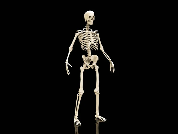 Структура Анатомії Кісток Скелета Людини Ізольована Візуалізація — Безкоштовне стокове фото